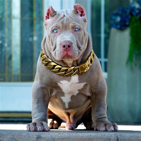 Lilac Pitbull puppies, blue Pitbull pups red nose bully puppies, champagne Pitbulls and so much more. . Bully pitbulls for sale